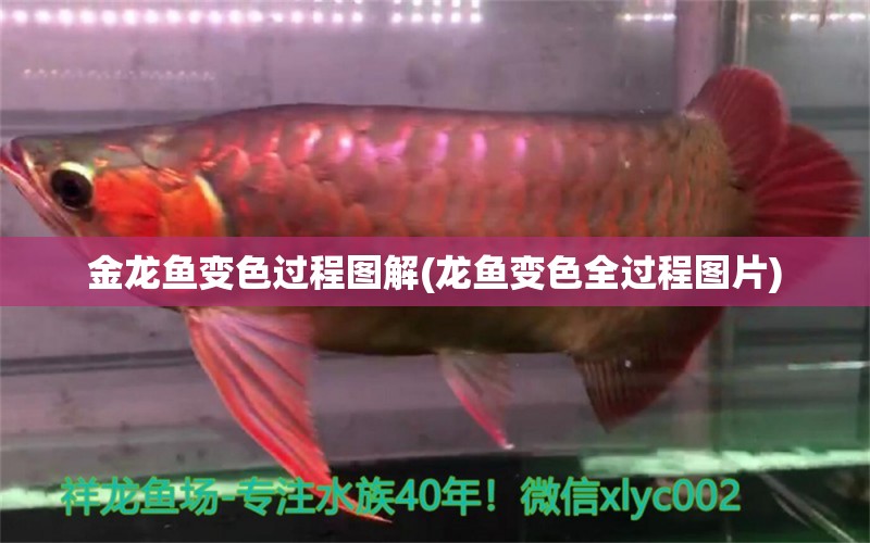 金龍魚變色過程圖解(龍魚變色全過程圖片) 哥倫比亞巨暴魚苗