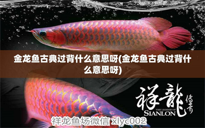 金龍魚古典過背什么意思呀(金龍魚古典過背什么意思呀) 白子關(guān)刀魚