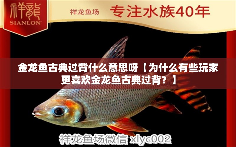 金龍魚古典過背什么意思呀【為什么有些玩家更喜歡金龍魚古典過背？】 水族問答 第1張