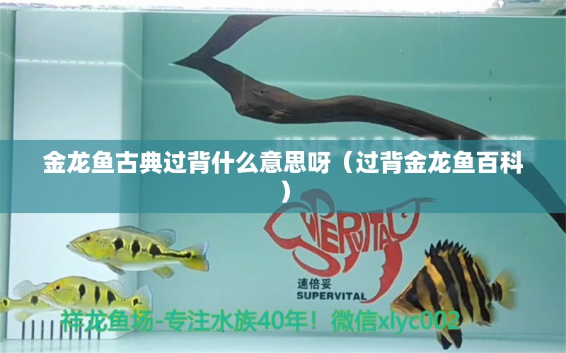 金龍魚古典過背什么意思呀（過背金龍魚百科） 過背金龍魚