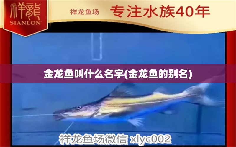 金龍魚(yú)叫什么名字(金龍魚(yú)的別名) 大日玉鯖魚(yú)