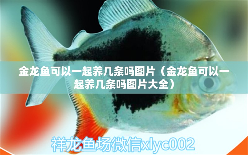 金龍魚可以一起養(yǎng)幾條嗎圖片（金龍魚可以一起養(yǎng)幾條嗎圖片大全） 龍魚疾病與治療