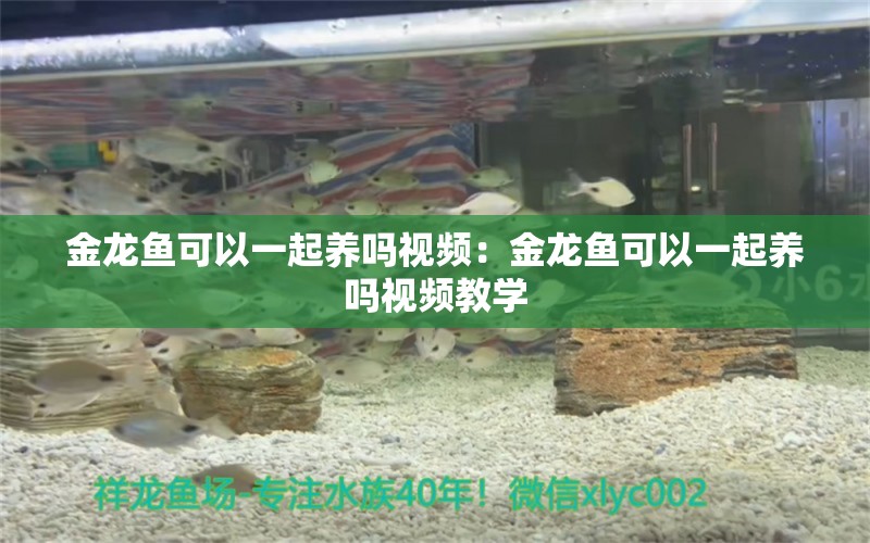 金龍魚可以一起養(yǎng)嗎視頻：金龍魚可以一起養(yǎng)嗎視頻教學