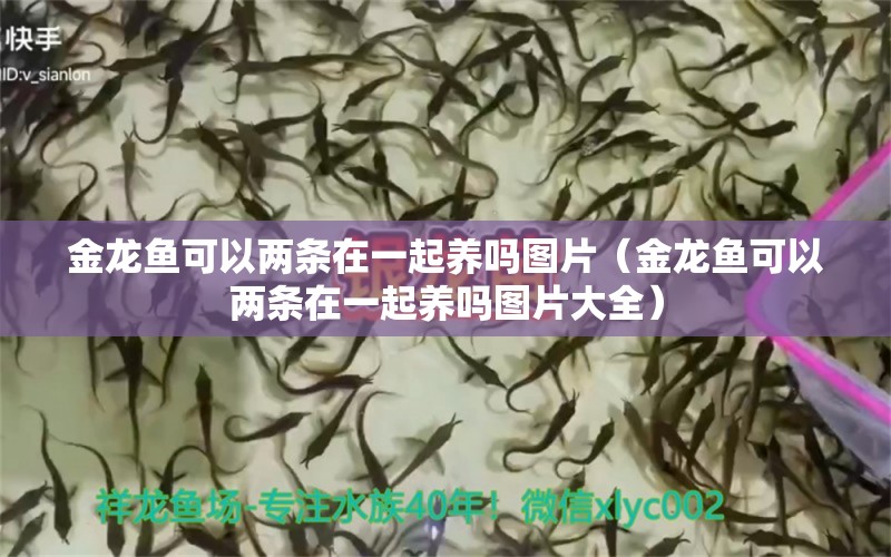 金龍魚可以兩條在一起養(yǎng)嗎圖片（金龍魚可以兩條在一起養(yǎng)嗎圖片大全） 龍魚疾病與治療