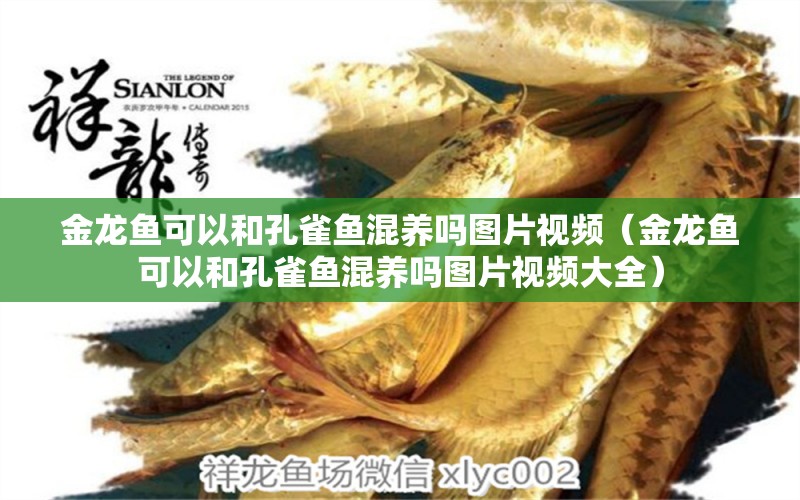 金龍魚可以和孔雀魚混養(yǎng)嗎圖片視頻（金龍魚可以和孔雀魚混養(yǎng)嗎圖片視頻大全）