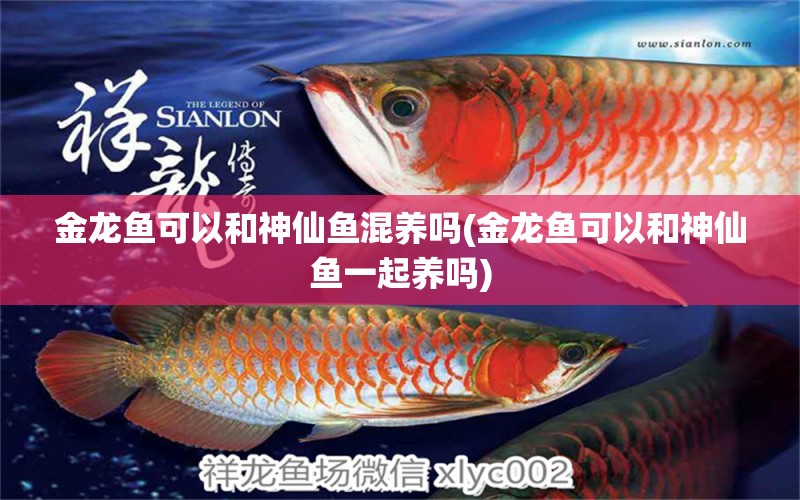 金龍魚可以和神仙魚混養(yǎng)嗎(金龍魚可以和神仙魚一起養(yǎng)嗎) 紅龍福龍魚 第1張