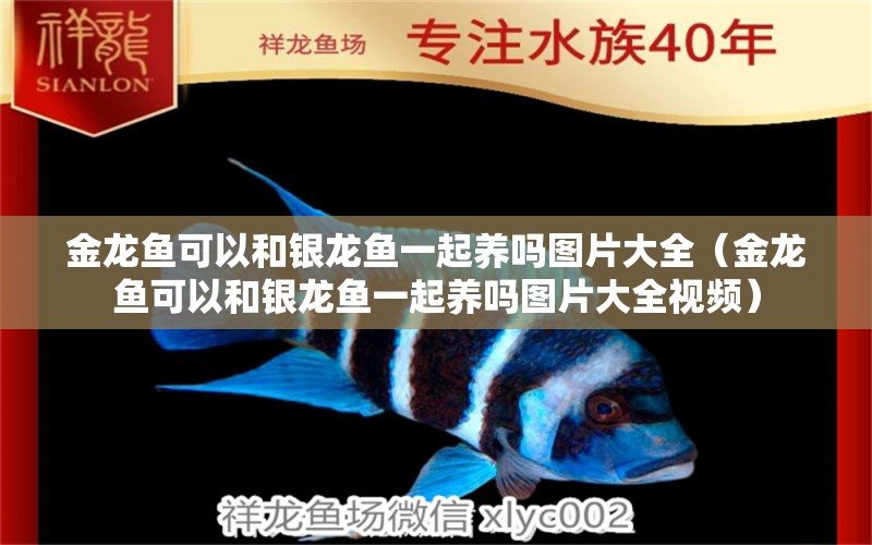 金龍魚可以和銀龍魚一起養(yǎng)嗎圖片大全（金龍魚可以和銀龍魚一起養(yǎng)嗎圖片大全視頻） 銀龍魚