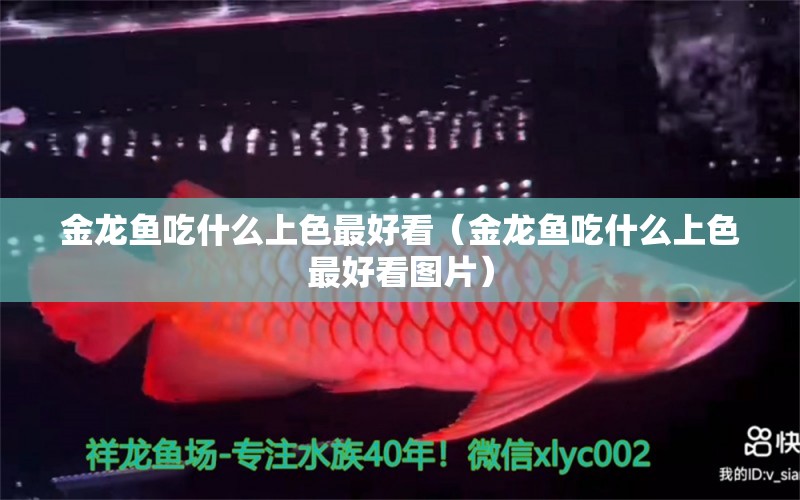 金龍魚(yú)吃什么上色最好看（金龍魚(yú)吃什么上色最好看圖片） 祥龍水族醫(yī)院