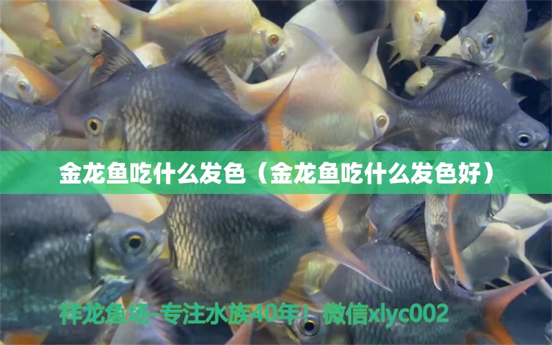 金龍魚吃什么發(fā)色（金龍魚吃什么發(fā)色好） 大白鯊魚苗