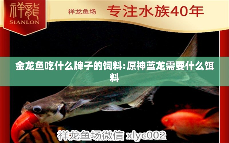 金龍魚吃什么牌子的飼料:原神藍(lán)龍需要什么餌料 龍魚批發(fā)