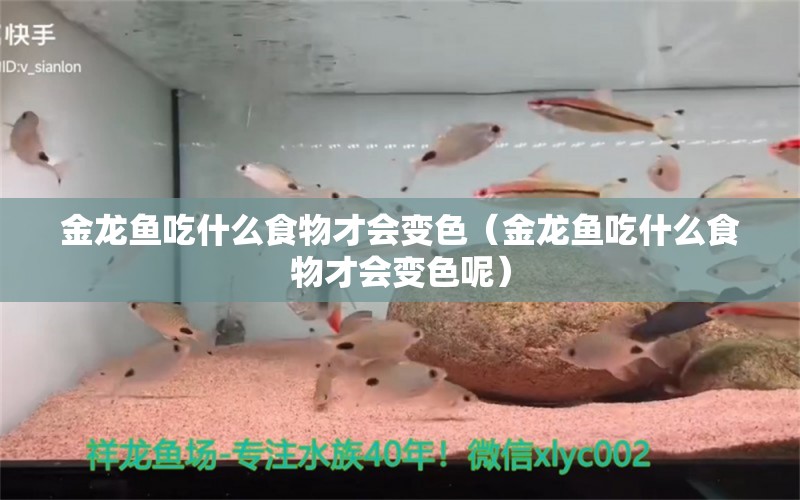 金龍魚吃什么食物才會(huì)變色（金龍魚吃什么食物才會(huì)變色呢）