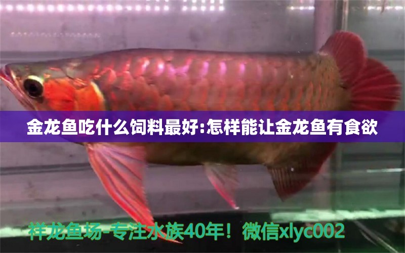 金龍魚吃什么飼料最好:怎樣能讓金龍魚有食欲