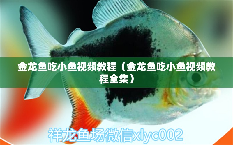 金龍魚吃小魚視頻教程（金龍魚吃小魚視頻教程全集）