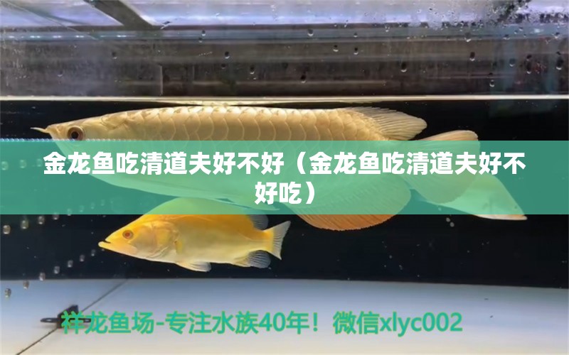 金龍魚吃清道夫好不好（金龍魚吃清道夫好不好吃）