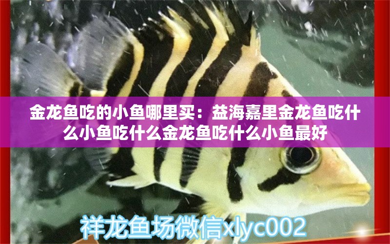 金龍魚吃的小魚哪里買：益海嘉里金龍魚吃什么小魚吃什么金龍魚吃什么小魚最好