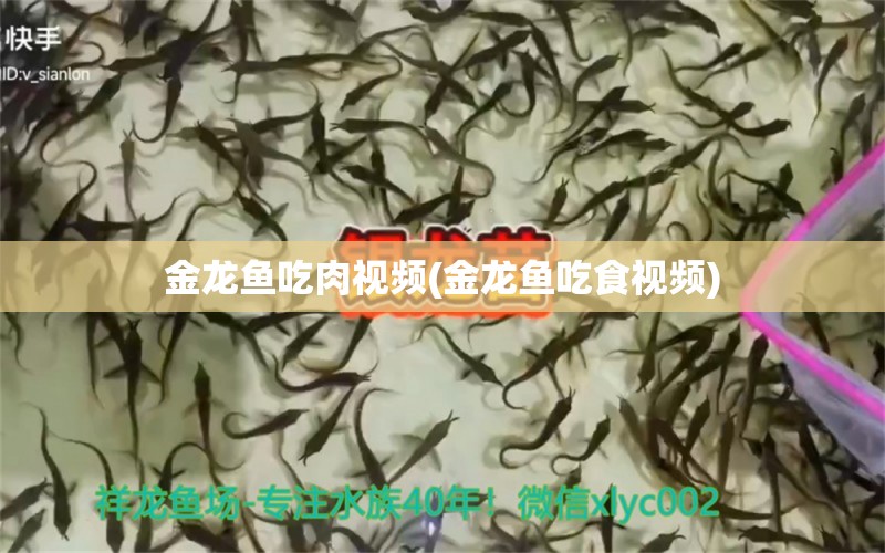 金龍魚吃肉視頻(金龍魚吃食視頻) 潛水泵