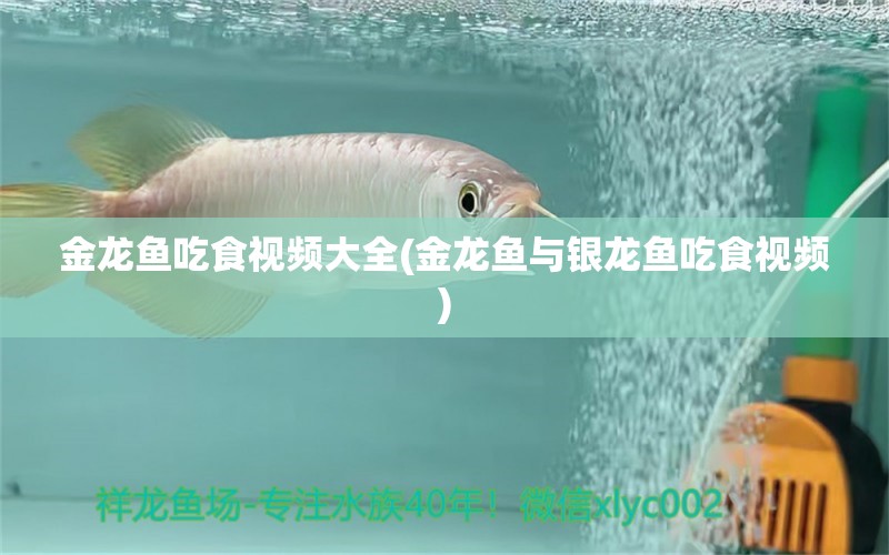 金龍魚吃食視頻大全(金龍魚與銀龍魚吃食視頻) 銀龍魚