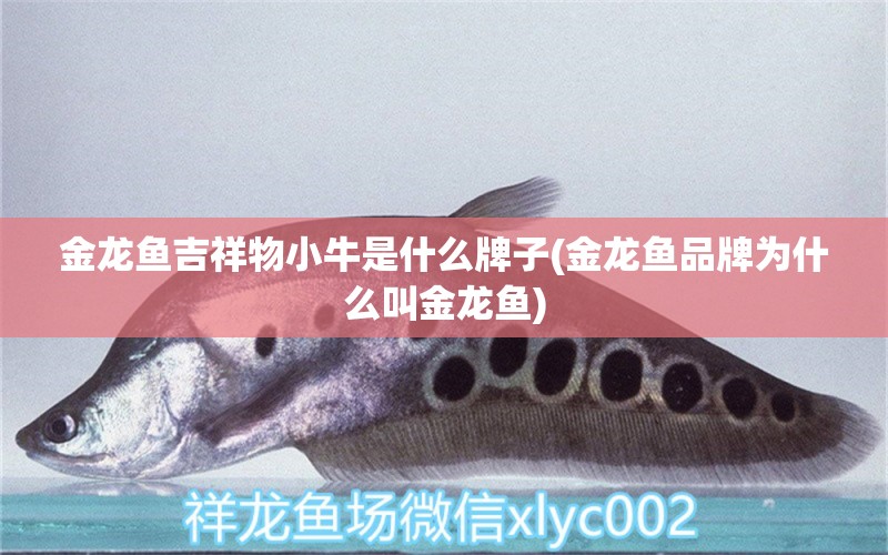 金龍魚吉祥物小牛是什么牌子(金龍魚品牌為什么叫金龍魚)