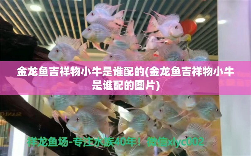 金龍魚吉祥物小牛是誰配的(金龍魚吉祥物小牛是誰配的圖片)