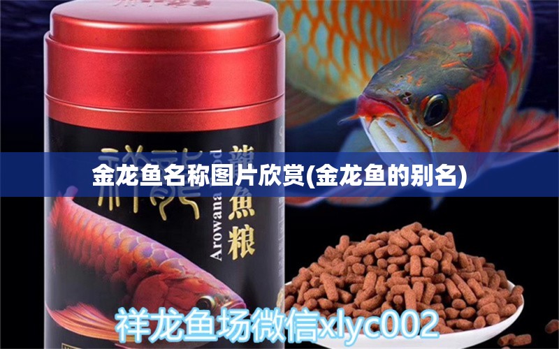 金龍魚名稱圖片欣賞(金龍魚的別名)