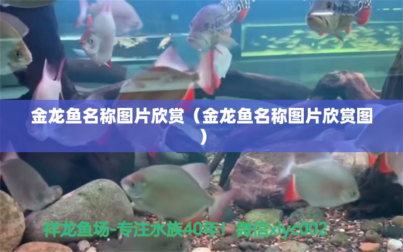 金龍魚名稱圖片欣賞（金龍魚名稱圖片欣賞圖） 魚糧魚藥