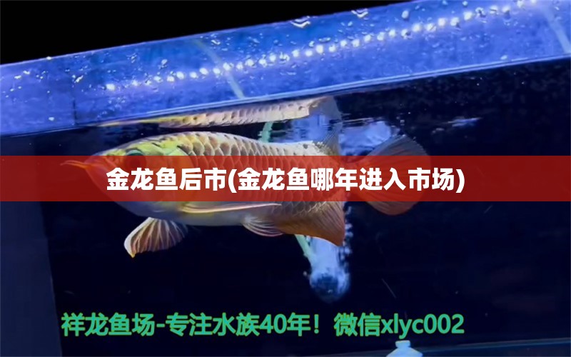 金龍魚后市(金龍魚哪年進(jìn)入市場(chǎng)) 一眉道人魚苗 第1張