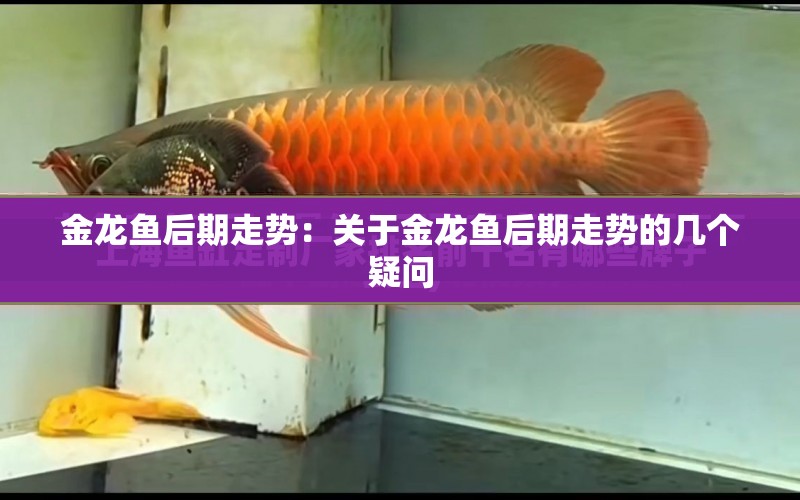 金龍魚后期走勢(shì)：關(guān)于金龍魚后期走勢(shì)的幾個(gè)疑問 水族問答 第2張