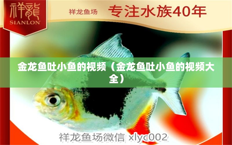 金龍魚吐小魚的視頻（金龍魚吐小魚的視頻大全）