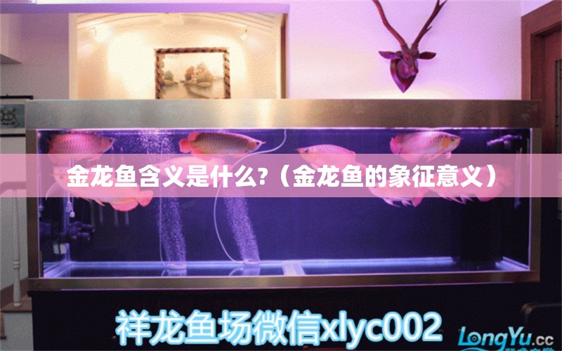 金龍魚含義是什么?（金龍魚的象征意義） 廣州觀賞魚批發(fā)市場