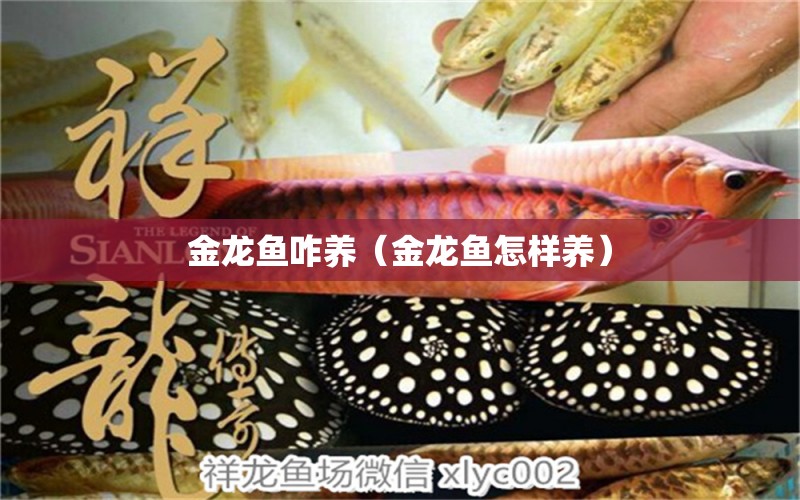 金龍魚咋養(yǎng)（金龍魚怎樣養(yǎng)）