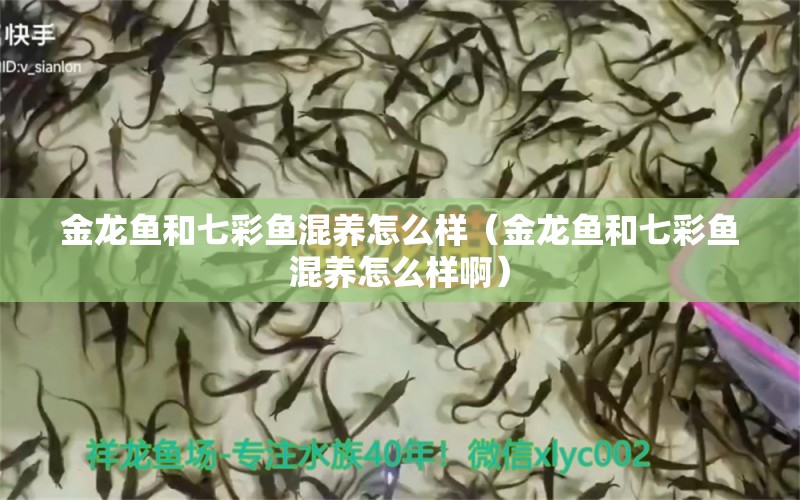 金龍魚和七彩魚混養(yǎng)怎么樣（金龍魚和七彩魚混養(yǎng)怎么樣?。? title=