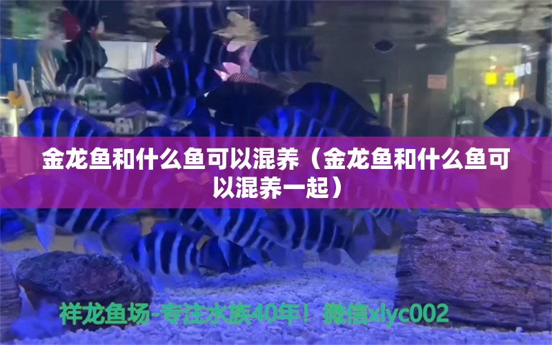 金龍魚和什么魚可以混養(yǎng)（金龍魚和什么魚可以混養(yǎng)一起）