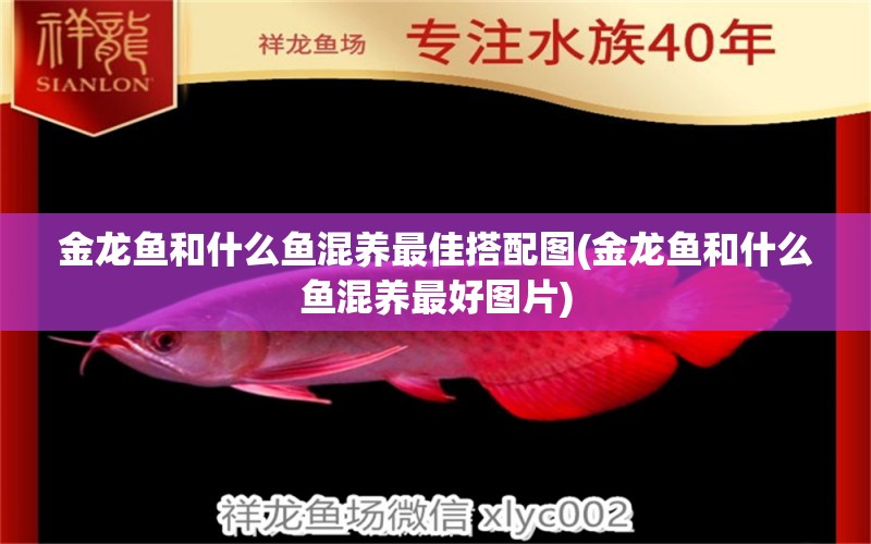 金龍魚和什么魚混養(yǎng)最佳搭配圖(金龍魚和什么魚混養(yǎng)最好圖片) 白子黃化銀龍魚