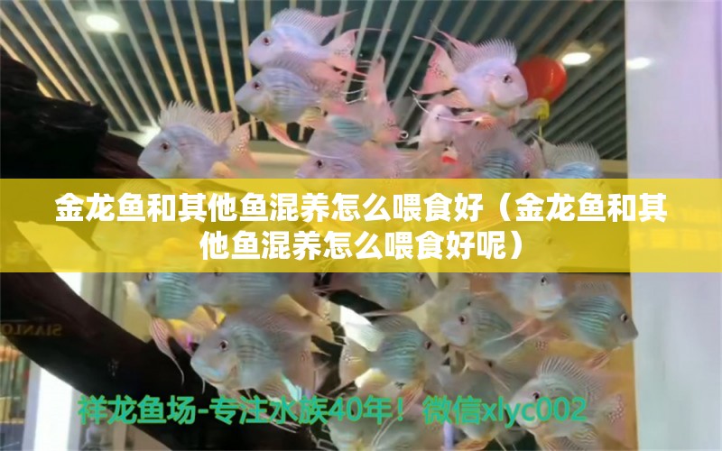 金龍魚和其他魚混養(yǎng)怎么喂食好（金龍魚和其他魚混養(yǎng)怎么喂食好呢）