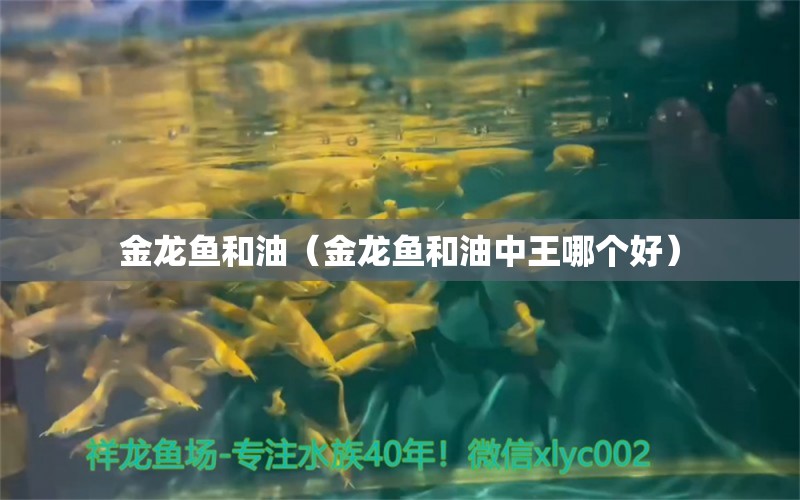 金龍魚和油（金龍魚和油中王哪個好） 粗線銀版魚