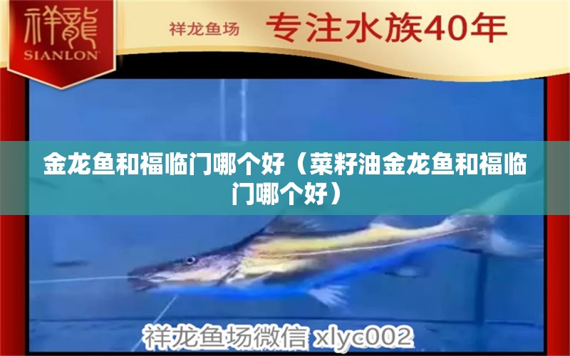 金龍魚和福臨門哪個(gè)好（菜籽油金龍魚和福臨門哪個(gè)好） 觀賞魚批發(fā)