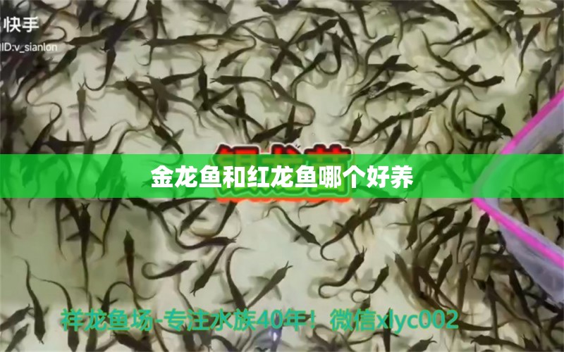 金龍魚和紅龍魚哪個好養(yǎng) 龍魚批發(fā)