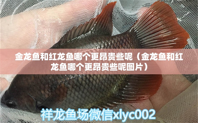 金龍魚和紅龍魚哪個更昂貴些呢（金龍魚和紅龍魚哪個更昂貴些呢圖片） 祥龍水族醫(yī)院