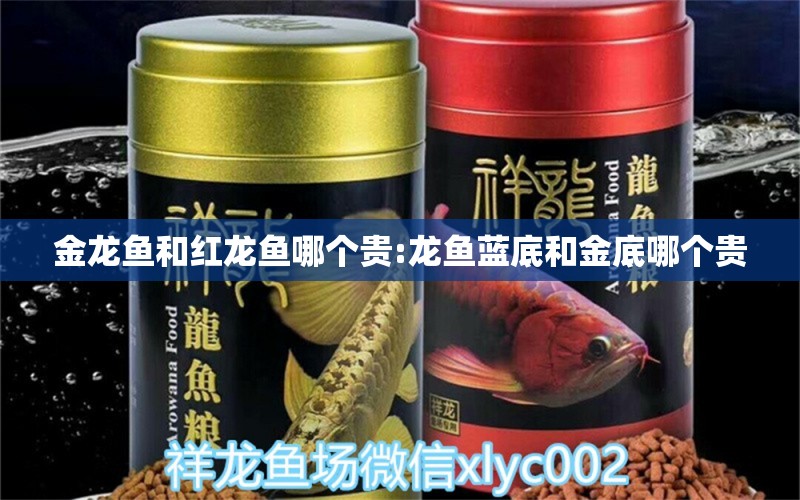 金龍魚和紅龍魚哪個貴:龍魚藍底和金底哪個貴