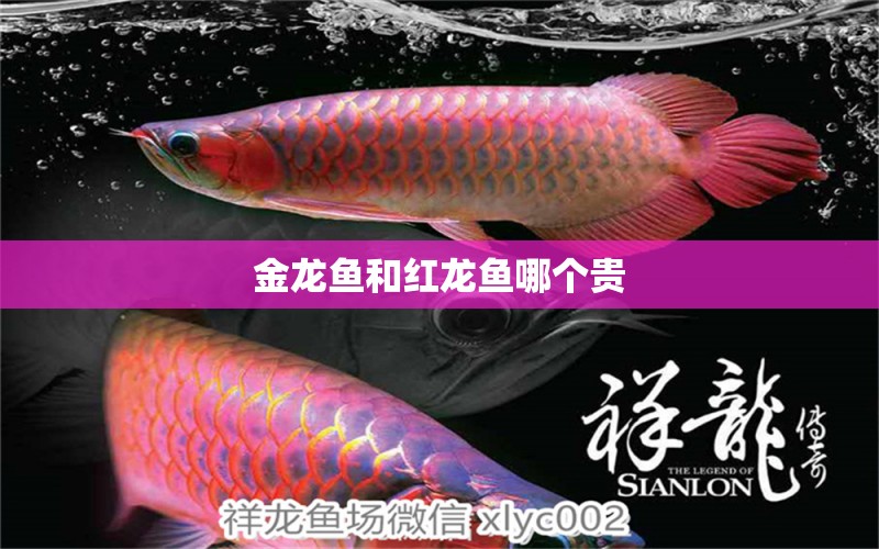 金龍魚和紅龍魚哪個貴