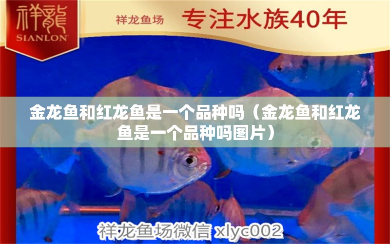 金龍魚和紅龍魚是一個品種嗎（金龍魚和紅龍魚是一個品種嗎圖片） 祥龍水族醫(yī)院