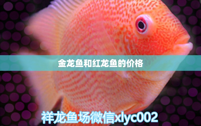 金龍魚和紅龍魚的價(jià)格