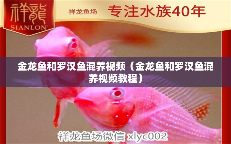 金龍魚和羅漢魚混養(yǎng)視頻（金龍魚和羅漢魚混養(yǎng)視頻教程） 羅漢魚