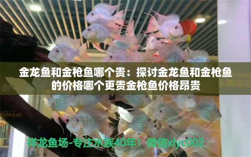 金龍魚和金槍魚哪個貴：探討金龍魚和金槍魚的價格哪個更貴金槍魚價格昂貴 龍魚百科 第2張