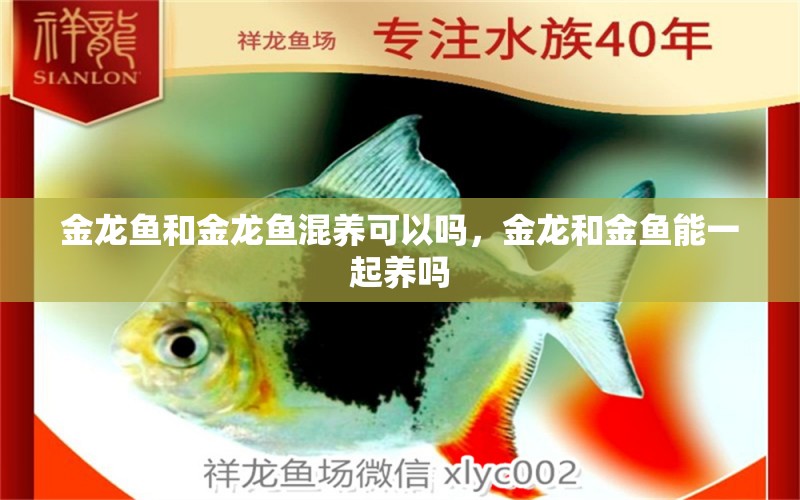 金龍魚和金龍魚混養(yǎng)可以嗎，金龍和金魚能一起養(yǎng)嗎 黃金眼鏡蛇雷龍魚