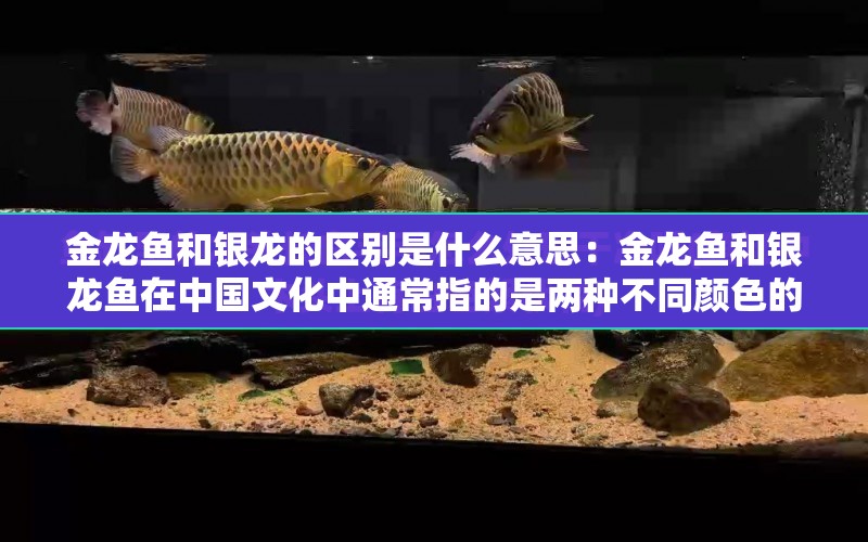 金龍魚和銀龍的區(qū)別是什么意思：金龍魚和銀龍魚在中國文化中通常指的是兩種不同顏色的差異 水族問答 第1張