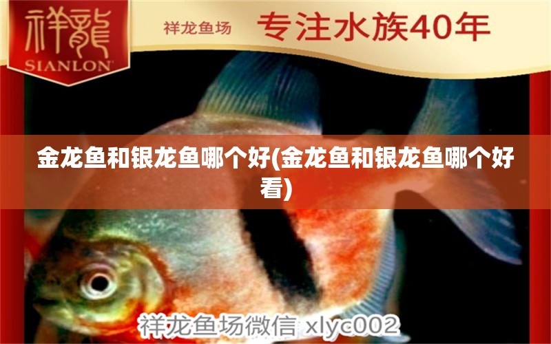 金龍魚和銀龍魚哪個好(金龍魚和銀龍魚哪個好看)