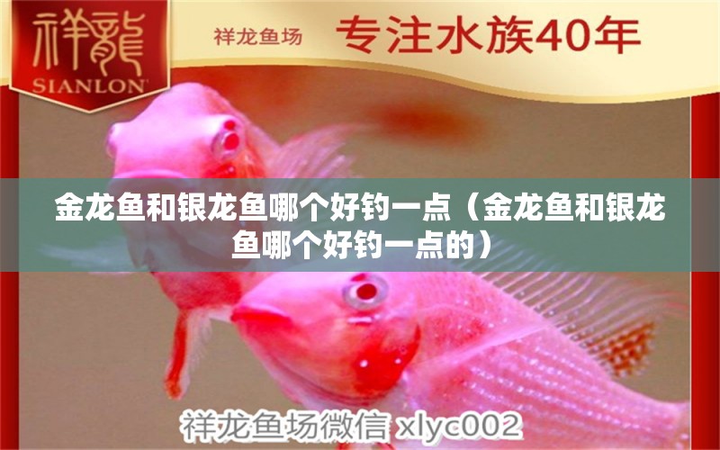 金龍魚和銀龍魚哪個好釣一點（金龍魚和銀龍魚哪個好釣一點的）