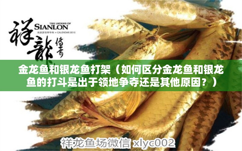 金龍魚和銀龍魚打架（如何區(qū)分金龍魚和銀龍魚的打斗是出于領(lǐng)地爭奪還是其他原因？） 水族問答 第2張