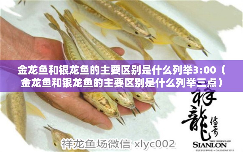 金龍魚和銀龍魚的主要區(qū)別是什么列舉3:00（金龍魚和銀龍魚的主要區(qū)別是什么列舉三點）